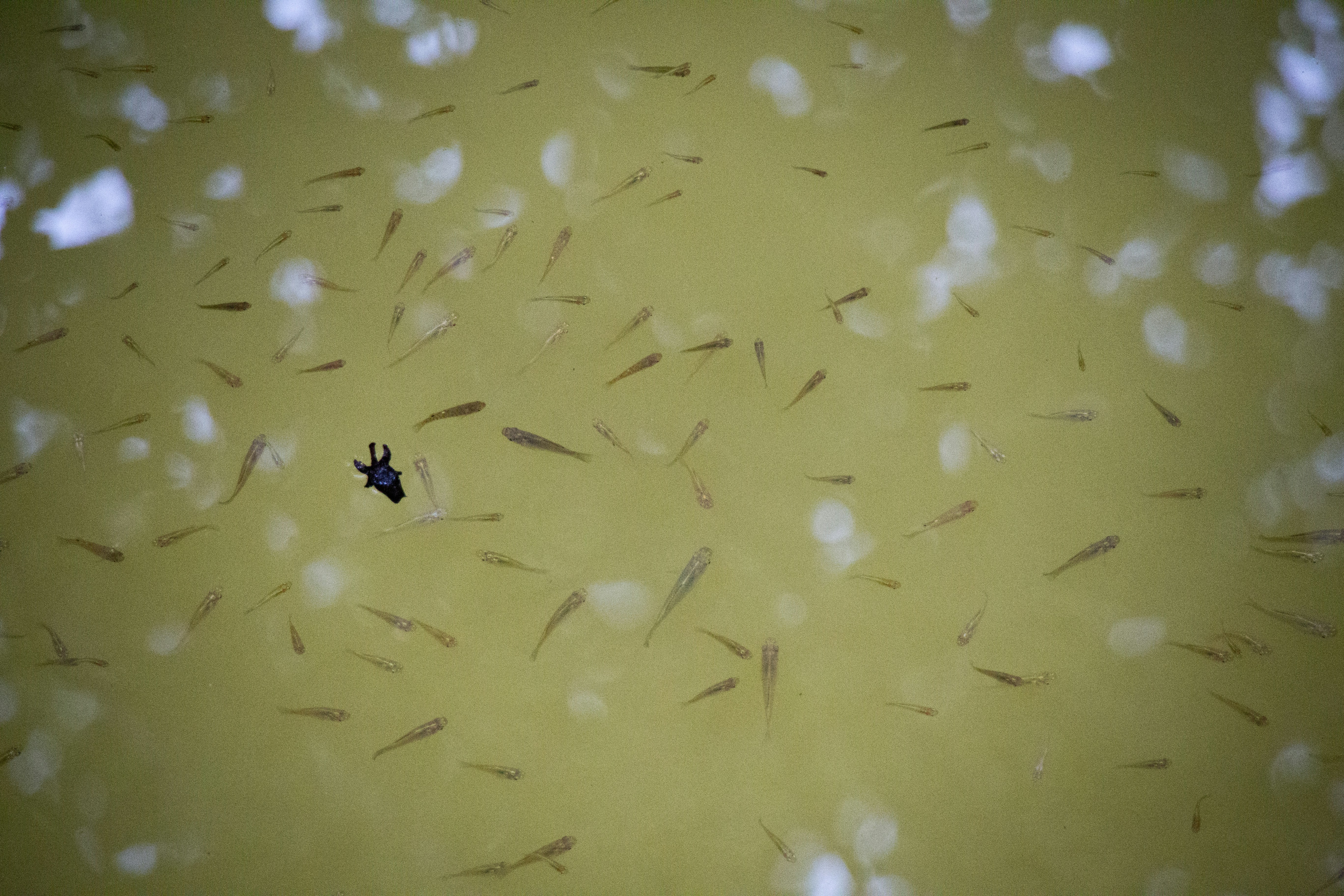 New World Mangrove Fishes